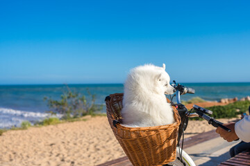 White beautiful japanese spitz on the sea sandy beach background of blue ocean water. Outdoors on sunny summer day.