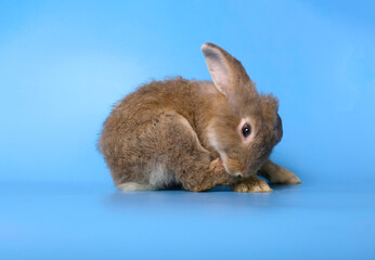 The brown rabbit is cleaning on a blue background.