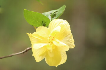 yellow flowers on a green background