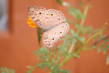 butterfly on leaf