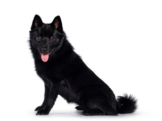 Cute solid black Schipperke dog, sitting up side ways. Looking curious towards lens with brown eyes. Mouth open, tongue out. Isolated on white background.