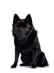 Cute solid black Schipperke dog, sitting up facing front. Head down, looking beside lens with brown eyes. Mouth closed. Isolated on white background.