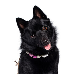 Head shot of cute solid black Schipperke dog,  wearing flowers around neck. Looking curious towards lens with brown eyes and cute head tilt. Mouth open, tongue out. Isolated on white background.