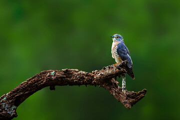 A beautiful bird perched