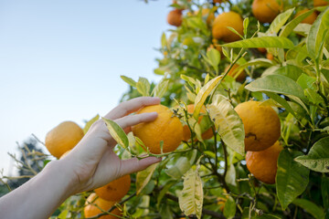 Close up on farmers hand picking an orange on green sunny outdoors background.