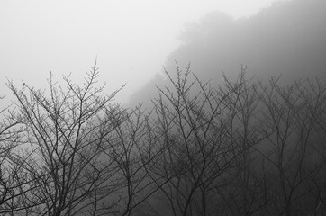 深い霧に覆われた冬の朝