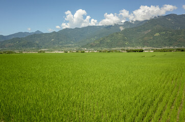 Obraz premium green paddy farm