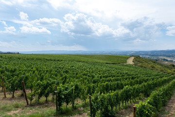 Fototapeta na wymiar vineyards and farm in Italy, Umbria