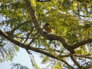 A female Purple-thorated Euphonia in a branch