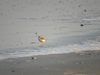 Cute and small Collared Plover in the seashore