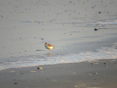 Cute And Small Collared Plover In The Seashore