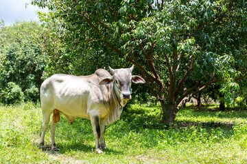 White cow in the farm