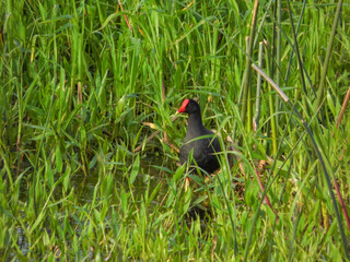 Common Gallinule surrounded by grass in shallow water