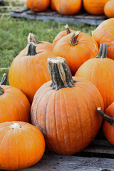 Pumpkin patch in the fall October 