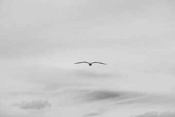 Seagull flaying away in cloudy day black and white photo