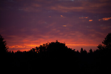 Pre-dawn sky and forest. Morning sky background. 