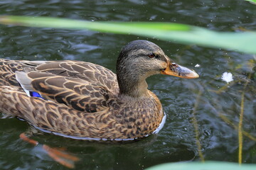 Ente im Teich, Zooschaufenster Zoo Leipzig, Sachsen, Deutschland