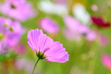 Obraz premium コスモス