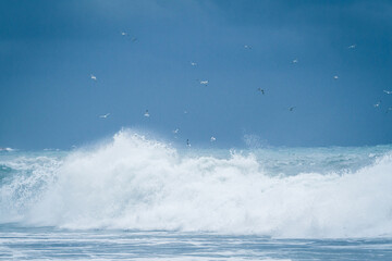 Beautiful breaking waves in the sea and seagulls over them
