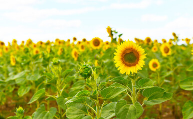 field of ripe yellow sunflowers against the background of mountains and cloudy sky