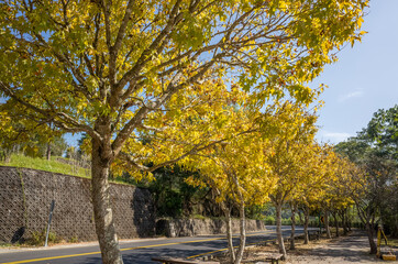 yellow leaves under blue sky
