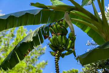 Green bananas ripen on a branch of banana tree
