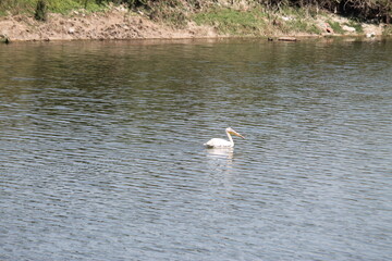 Pelican on the lake