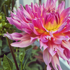 Bright Pink Dahlia With Yellow Undertones in the Summer Garden