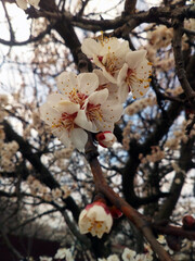 Prunus blossom branch. Cherry blossoms close-up.