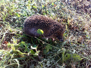 A small hedgehog running on the grass.