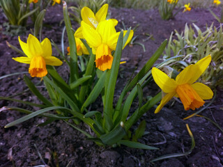 Beautiful yellow daffodils growing in a flower bed. Daffodils close-up.