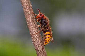 European hornet Vespa crabro