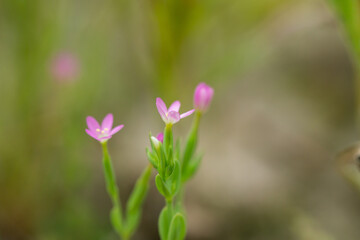 Fototapeta premium Branching Centaury Flowers in Summer