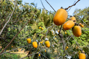 persimmons on the tree