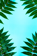 Neem leaves on a blue background. Background for advertising cosmetics and spa. Flat lay.