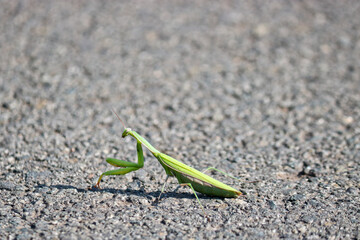 Green praying mantis on a background of asphalt. European Mantis or Praying Mantis, Mantis Religiosa. A pet. Macro.