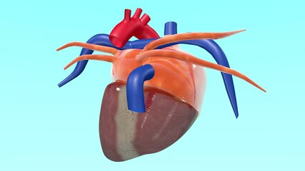Realistic 3D animated pulsating Heart Beat pumping action with rotation - Powered by Adobe