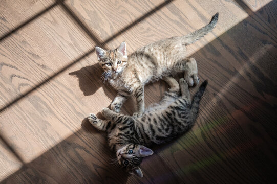 Two Tabby Kittens Laying on Hardwood Floor in Light and Shadow