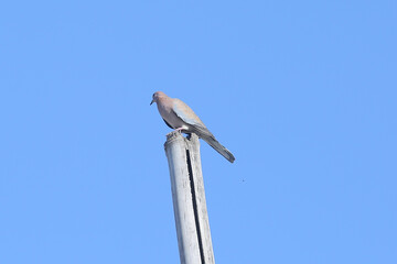 bird on a pole