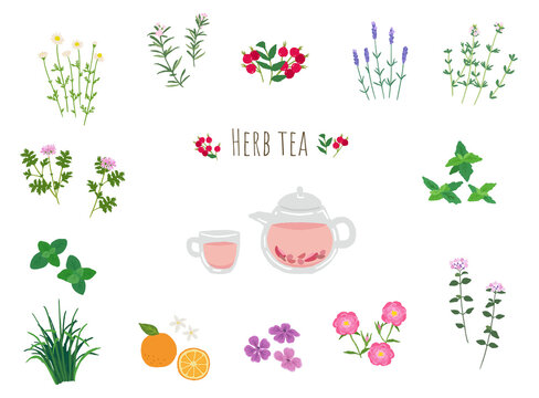 ハーブティー Stock Photos And Royalty Free Images Vectors And Illustrations Adobe Stock ハーブティー Stock Photos And Royalty Free Images Vectors And Illustrations Adobe Stock
