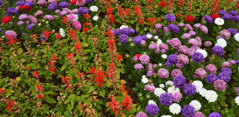 flowerbed with bright flowers. city park. background for the design.