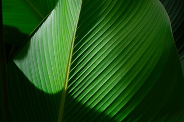 Beautiful of dark green leaves nature with light shining down. Tropical rainforest foliage leaf plant bushes garden background.