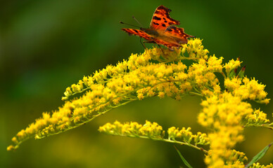 Motyle. Rusałka ceik © zibi