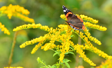Motyle. Rusałka admirał © zibi