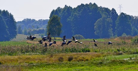 żurawie © Krzysztof