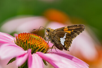 Silver Spotted Skipper Butterfly on Echinacea Flowers