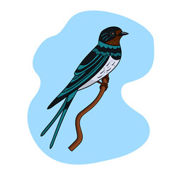 Swallow bird on a blue background