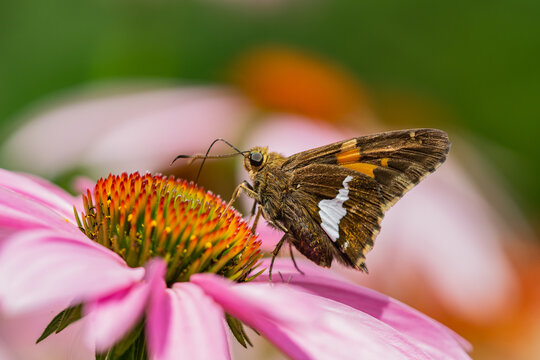 Silver Spotted Skipper Butterfly on Echinacea Flowers