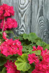 Blooming geranium. Against the background of brushed pine boards painted in black and white.