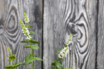 Mint grows in a pot. Her flowers are visible. Against the background of brushed pine boards painted in black and white.